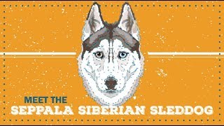 Seppala Siberian Sleddog  CKC Breed Facts amp Profile [upl. by Dich]