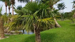 Trachycarpus fortunei  A Better Specimen of The Chinese Windmill Palm [upl. by Doralynne]