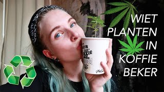 Wiet planten in een koffiebeker  GO GREEN [upl. by Yob]