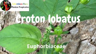 Hierba anual de climas tropicales de la familia Euphorbiaceae Croton lobatus [upl. by Htennek]