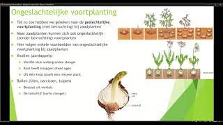 Klas 1 Thema 6 Voortplanting bij planten en dieren Basisstof 5 Ongeslachtelijke voortplanting [upl. by Einnob]