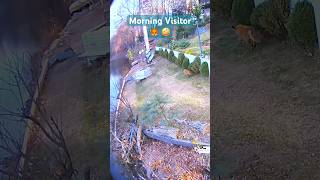 Red Fox Visiting on LMCshortvideo shorts animals fox nature wildlife [upl. by Thecla]