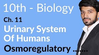 Class 10th Biology Chapter 11  Osmoregulatory Function of Kidney  10th Class Biology Chapter 2 [upl. by Rosio]