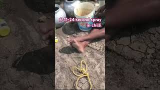 Basf exponous using 2nd spray in tejagsiva farming [upl. by Eirod125]