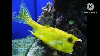 Longhorn cowfish Sound Effects [upl. by Yerot]