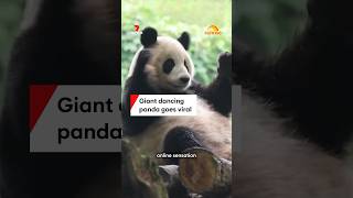 Giant dancing panda goes viral [upl. by Reviere]