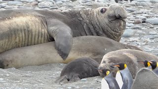 The Pinnipeds [upl. by Narda775]