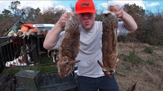 BIG COTTONTAIL RABBITS Evan Andrews Fellowship Hunt Part 2 RabbitDogs RabbitHunting [upl. by Assil]