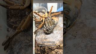 20cm大蜘蛛躺平渡劫！Tarantula molting [upl. by Halilak655]