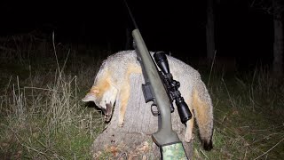 2023 California Grey Fox Hunting 4k [upl. by Hashum951]