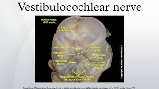 Vestibulocochlear nerve [upl. by Inaj]