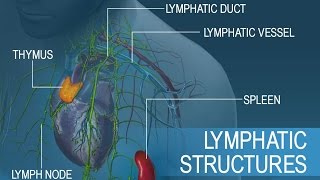 Anatomy and Physiology of Lymphatic System [upl. by Nebeur]