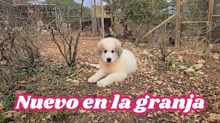 Nuevo en la granja Ya tenemos mastín para nuestras ovejas [upl. by Uwkuhceki]