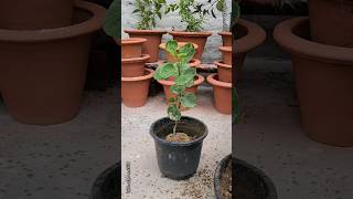 Growing Polyscias scutellaria plant  Repoting Polyscias scutellaria plant gardening shorts [upl. by Daryle]