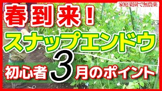 日本一わかりやすい家庭菜園解説スナップエンドウ初心者向け３月のポイント [upl. by Lynnett]