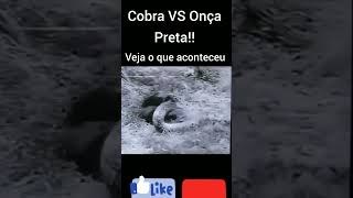 Onça Preta distraída veja o que a cobra enorme fez shortsajude pix5571992294945 [upl. by Affay46]