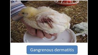 Gangrenous Dermatitis in Poultry [upl. by Aesoh]