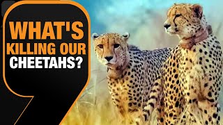 Cheetah Death Mystery  9th death  Whats Killing the Cheetahs of Kuno  News9 [upl. by Tristan]