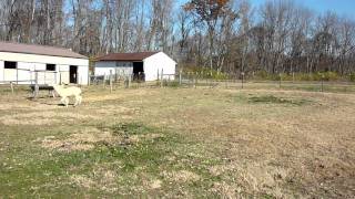 English shepherd herding alpacas [upl. by Aydne]