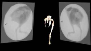 XROMM animation of hind limb movement during steady walking in Numida meleagris [upl. by Truk]