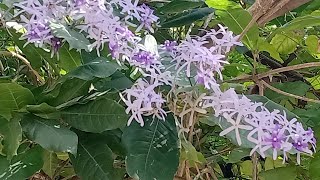 How to propagate Petrea Volubilis Sandpaper vine [upl. by Asimaj]