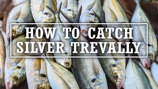 How to Catch Silver Trevally  Westernport Bay [upl. by Laflam]