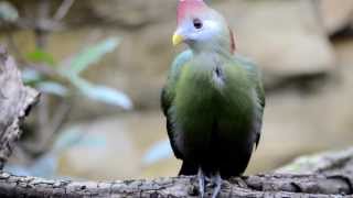 Redcrested Turaco Beautiful bird [upl. by Noira]