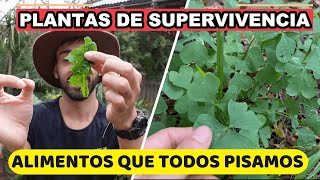 Comiendo GRATIS Buscando PLANTAS SILVESTRES Que Son SÚPER ALIMENTOS [upl. by Llerot]