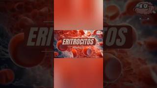 Los eritrocitosGlóbulos rojos [upl. by Putnam64]