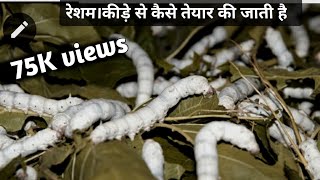 रेशम केसे बनाते हैं। Resham kese banate ha । रेशम की खेती [upl. by Ybbil]