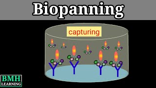 Biopanning  Phage Display [upl. by Desiree]