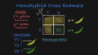 Monohybrid Cross Explained [upl. by Fari240]