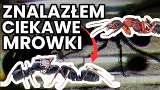 Złapałem PASOŻYTNICZE Mrówki [upl. by Laeno]