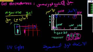 DNA gel elctrophoresis Arabic 2 ما هو الجل الكتروفوريسس [upl. by Zoldi]