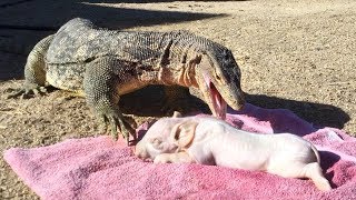 PIG IS DINNER for KOMODO DRAGONsized Lizard [upl. by Annabell698]