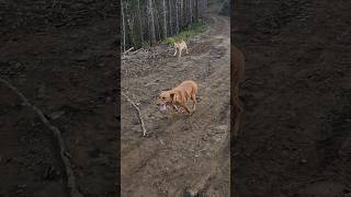 Dogs 🐕 kemmer kemmercur doglife dogs pnw pnwlife walk evening Johnny Davey fun [upl. by Onid]