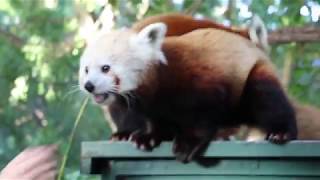 Meet our Red Pandas [upl. by Zachery997]