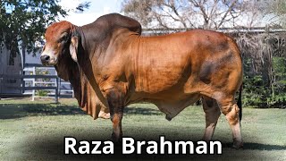 Raza bovina Braman Impacto Global en la Crianza de Ganado [upl. by Belac484]