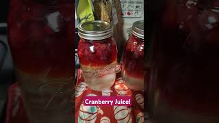 Cranberry Juice cranberries cranberryjuice homestead [upl. by Hpejsoj]