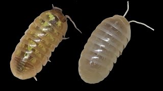 Comparing Armadillidium vulgare T and T Albino [upl. by Steddman]