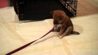 Shiba Inu 7 week old puppy falling asleep Keiko [upl. by Ahtebbat]