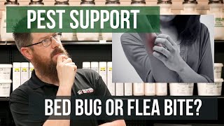 Flea Bites Vs Bed Bug Bites [upl. by Eelir]