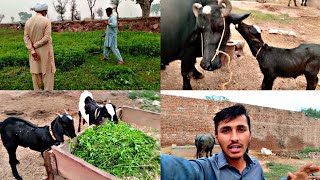 Home Delivery Par Chara Katana ka lyea Datar Lyea  Kamran Village Vlog 🥰 [upl. by Legin]