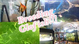 Breeding Glofish Plus a Fish Room Update December 8 2018 [upl. by Gwynne]