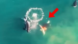 Killer Whales AttackKill Great White Shark in South Africa  Stunning Footage [upl. by Anirahs]