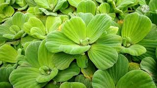 Pistia  Pistia stratiotes  Hydrophytes  Aquatic plants  ecological adaptation [upl. by Odnalo]