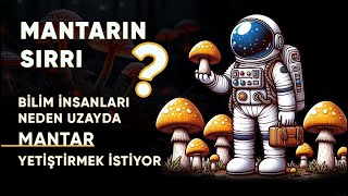 Mantarın Sırrı Ne  Bilim İnsanları Neden Uzayda Mantar Yetiştirmek İstiyor [upl. by Agretha156]