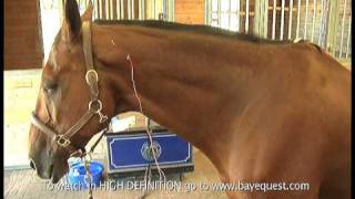 How to help your horse with acupuncture [upl. by Eiwoh]