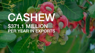 DOCUMENTARY  CASHEW IS BIG BUSINESS IN GHANA [upl. by Aihsemot]