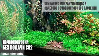 Почвопокровка без CO2 Хемиантус микрантемоидес Hemianthus micranthemoides [upl. by Phillane460]